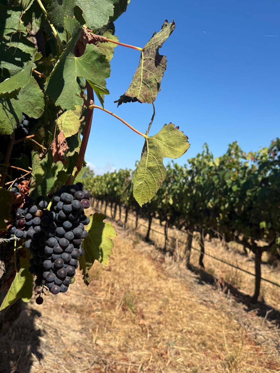 Stellenbosch wine Jeep excursion