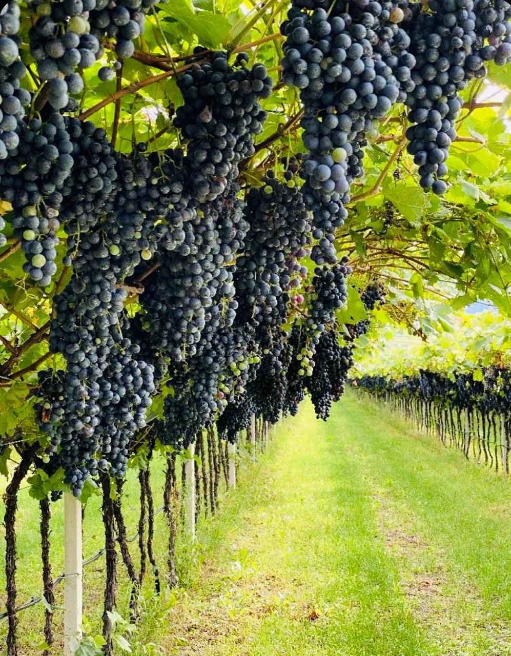 Franschhoek wine Jeep excursion